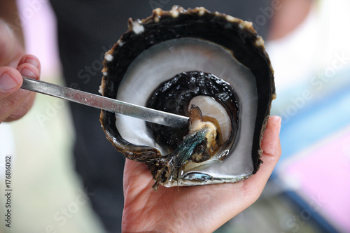 Tahiti black pearl farming demonstration. Farmer showing black lip oyster to cultivate the precious gem. Cultivation around the islands of French Polynesia, Tahiti.