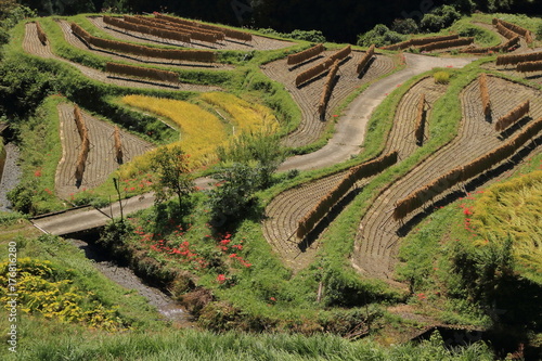 terraced paddy field