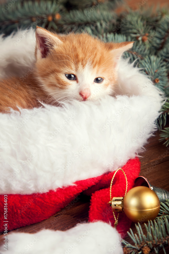 ginger kitten in santa hat against the background of a Christmas tree ginger kitten in santa hat against the background of a Christmas tree