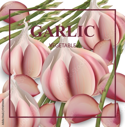 Garlic card Background Vector. Realistic detailed illustrations