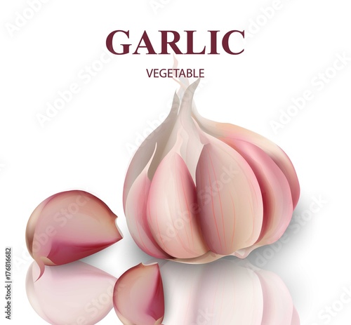 Garlic isolated on white Background Vector. Realistic detailed illustrations