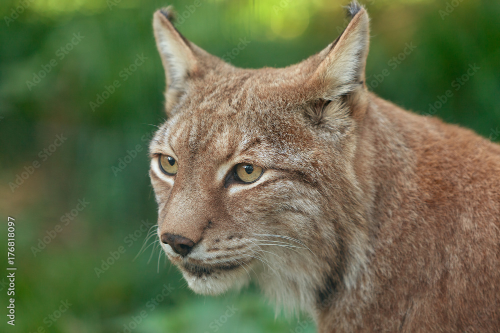 Naklejka premium bliska głowa i oczy szczegółowo rysia kota