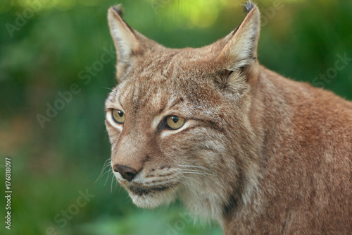 close up head and eyes detail of lynx cat