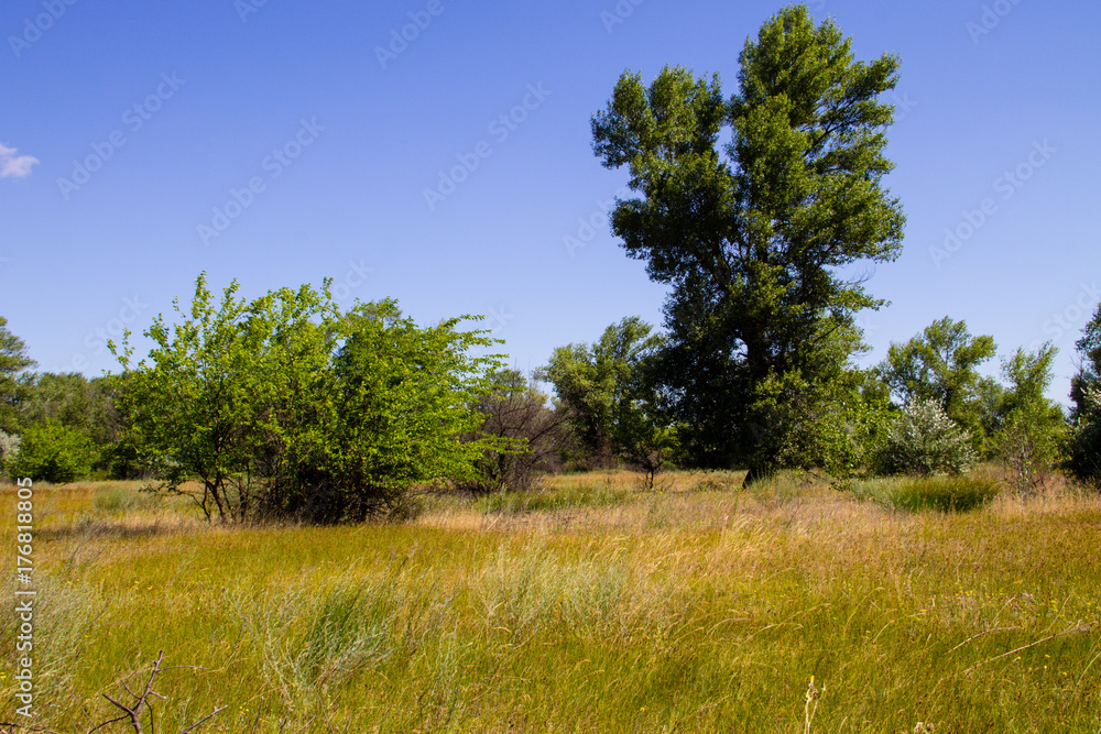Obraz premium Summer landscape with green trees, meadow and blue sky