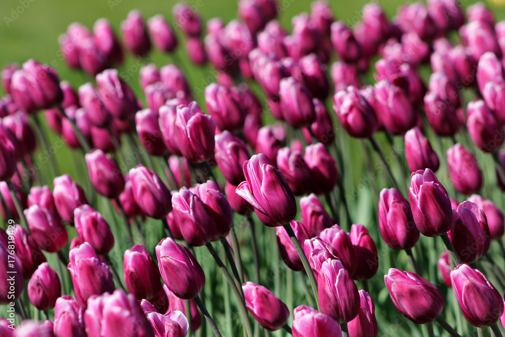 tulips on a bed tulips on a bed