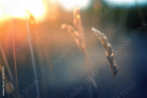 Summer floral bokeh, blur with sunlight / Close up of golden wild grass on the sunset