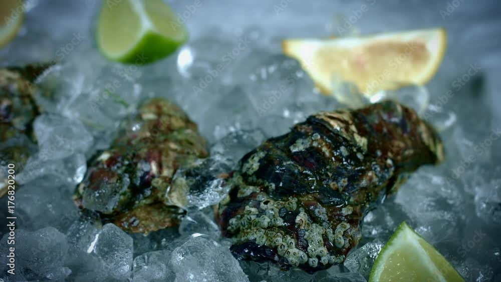 4k Fish and Seafood on Ice, Dolly of Oysters 4k Fish and Seafood on Ice, Dolly of Oysters
