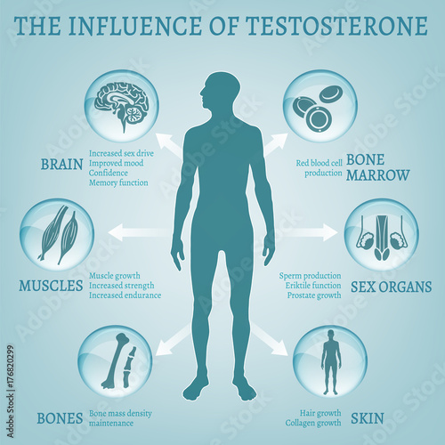 Testosterone Effects Infographics