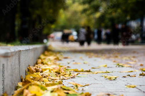 Yellow autumn foliage at the stone curb of a street