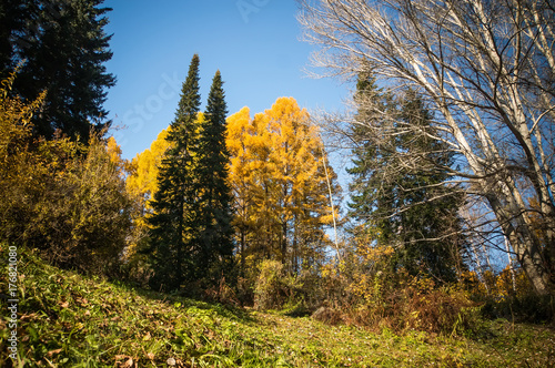 Different shades of Autumn photo