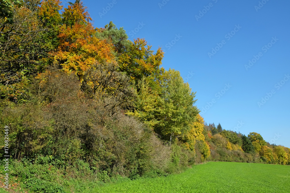 Fototapeta premium Herbstlandschaft