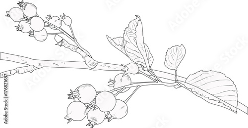 branch of shadbush sketch on white