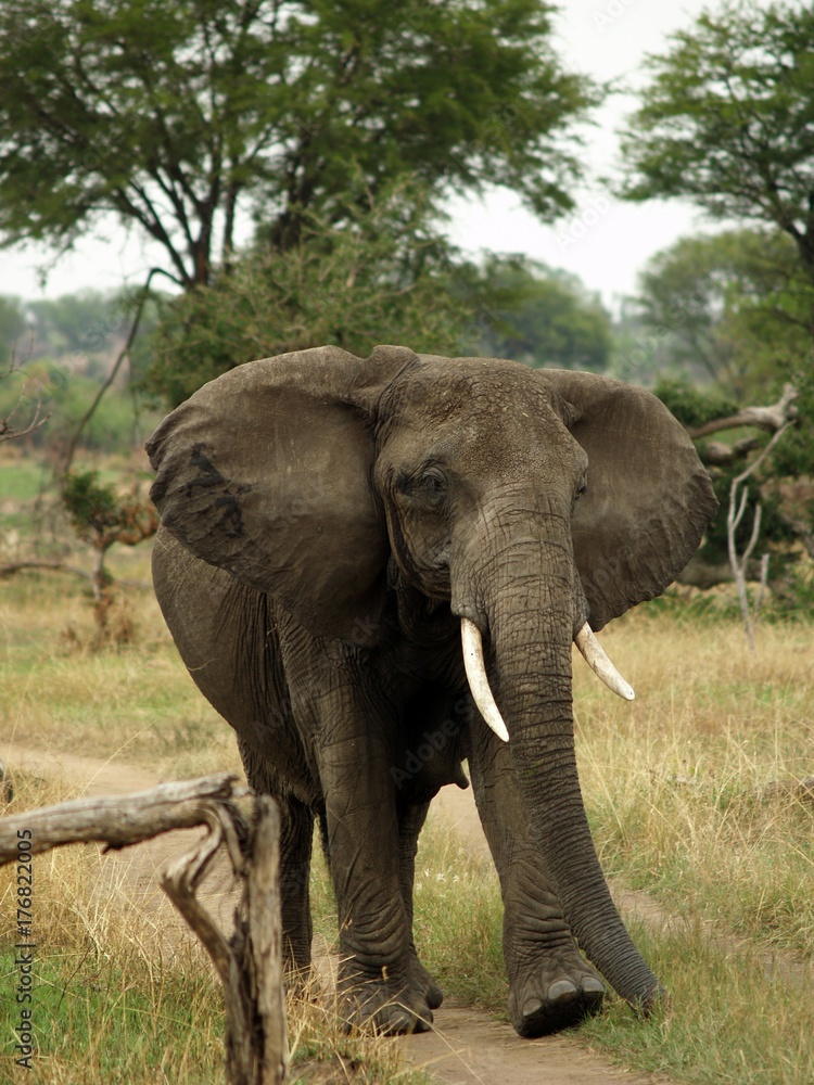African elephant Tarangire, Tanzania