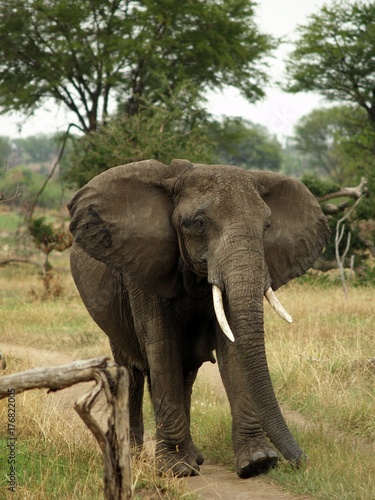 African elephant Tarangire  Tanzania