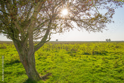 Fototapeta Naklejka Na Ścianę i Meble -  Tree in a field below a blue sky in sunlight at fall