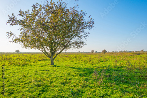 Tree in a field below a blue sky in sunlight at fall