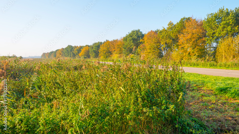 Fototapeta premium Road along trees in fall colors at sunrise in autumn
