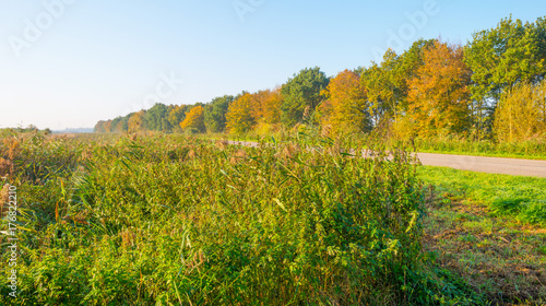 Fototapeta Naklejka Na Ścianę i Meble -  Road along trees in fall colors at sunrise in autumn