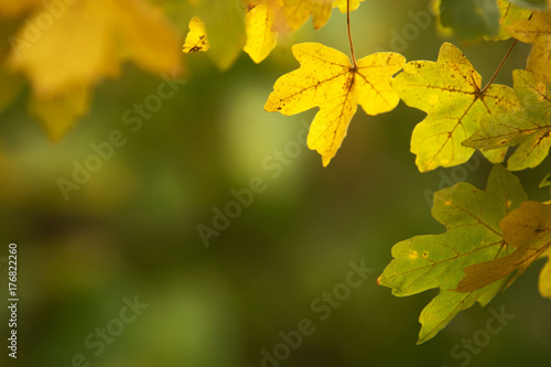 Leaves background 