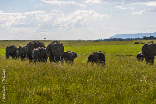 Family of elephants in Kenya Africa Serengeti Nature Park