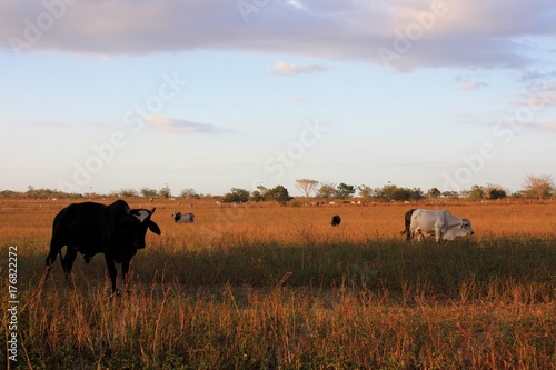 Cows in field, Venezuela © klemen