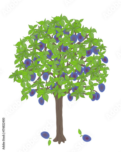 plum tree with ripe fruits on it