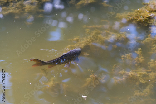 carp in pond