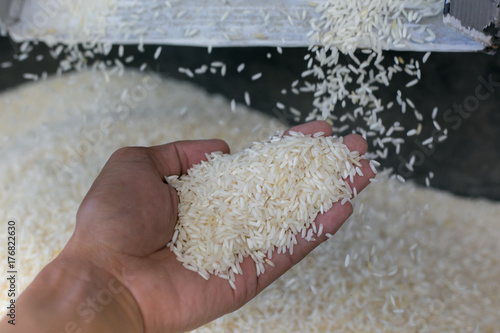 Close up of milled rice during rice mill machine working.