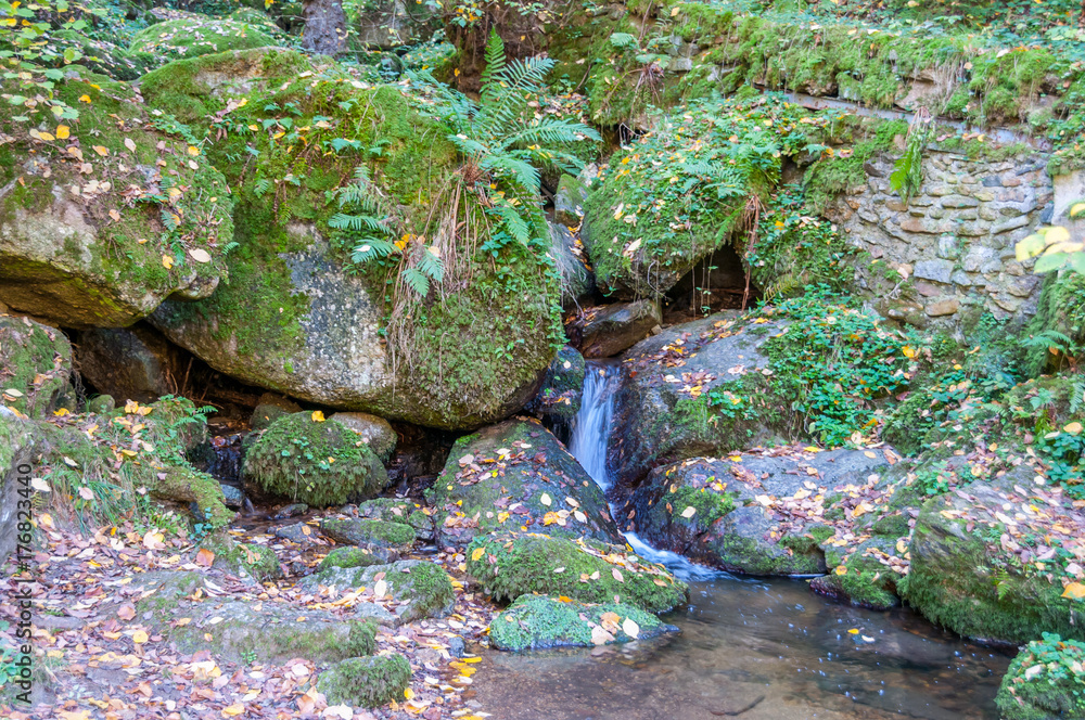 small idyllic pond in the forest