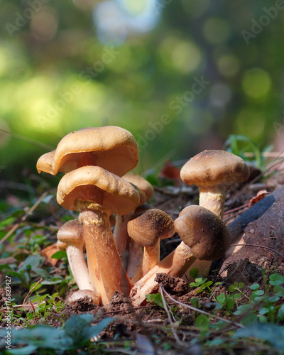 mushrooms in autumn