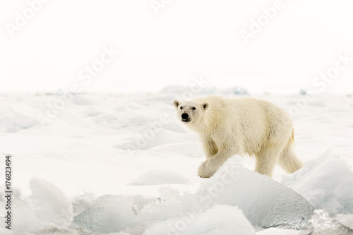 Female polar bear on the ice at Svalbard