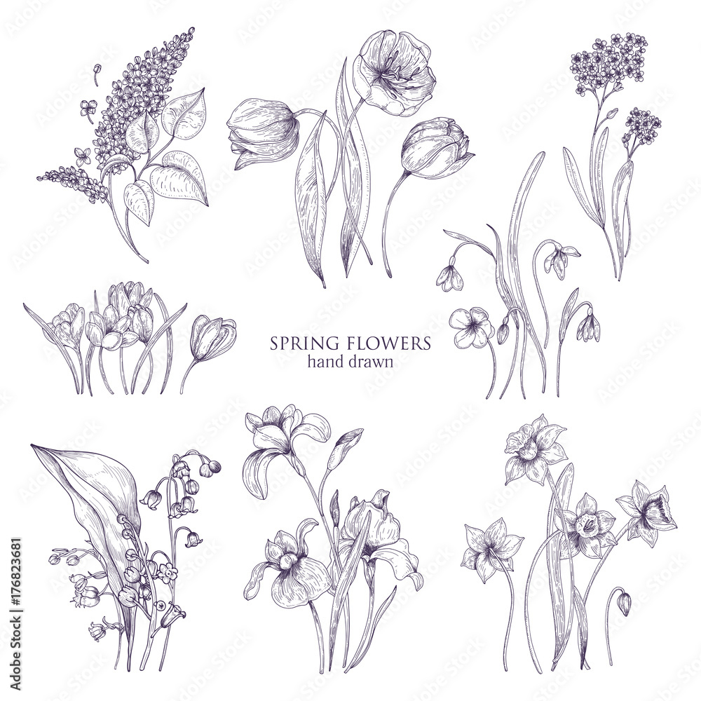 Set Of Gorgeous Botanical Drawings Of Spring Flowers Tulip Lilac Narcissus Forget Me Not Crocus Lily Of The Valley Iris Snowdrop Blooming Plants Hand Drawn With Lines Vector Illustration Stock Vector Adobe Set Of Gorgeous Botanical Drawings Of Spring Flowers Tulip Lilac Narcissus Forget Me Not Crocus Lily Of The Valley Iris Snowdrop Blooming Plants Hand Drawn With Lines Vector Illustration Stock Vector Adobe