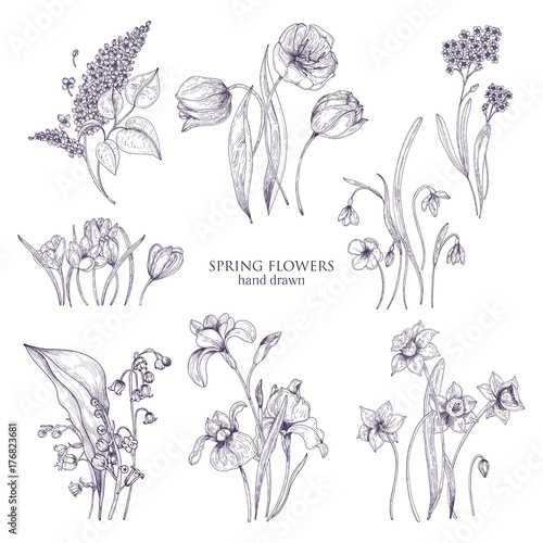 Set of gorgeous botanical drawings of spring flowers - tulip, lilac, narcissus, forget-me-not, crocus, lily of the valley, iris, snowdrop. Blooming plants hand drawn with lines. Vector illustration.