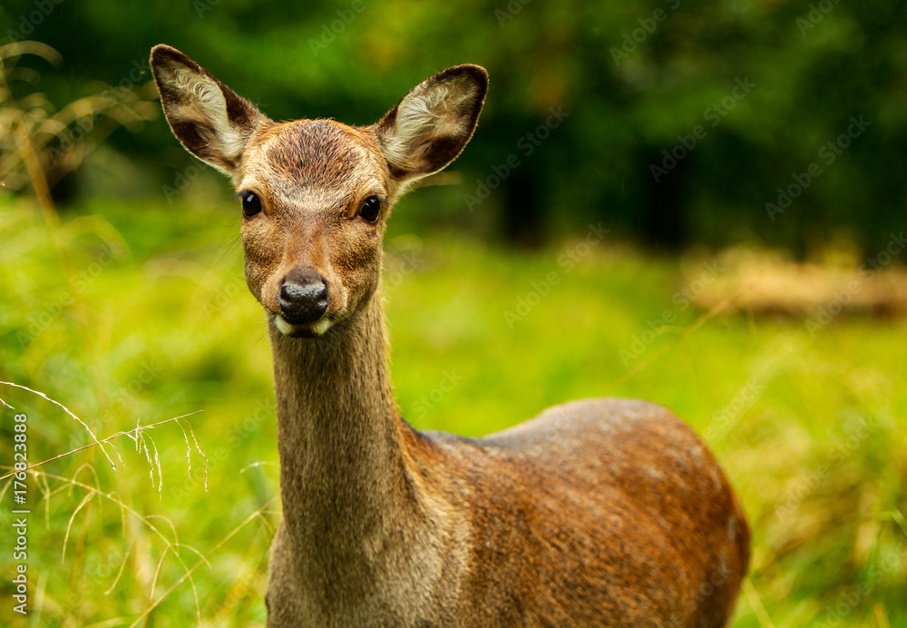 Autumn Deer Autumn Deer