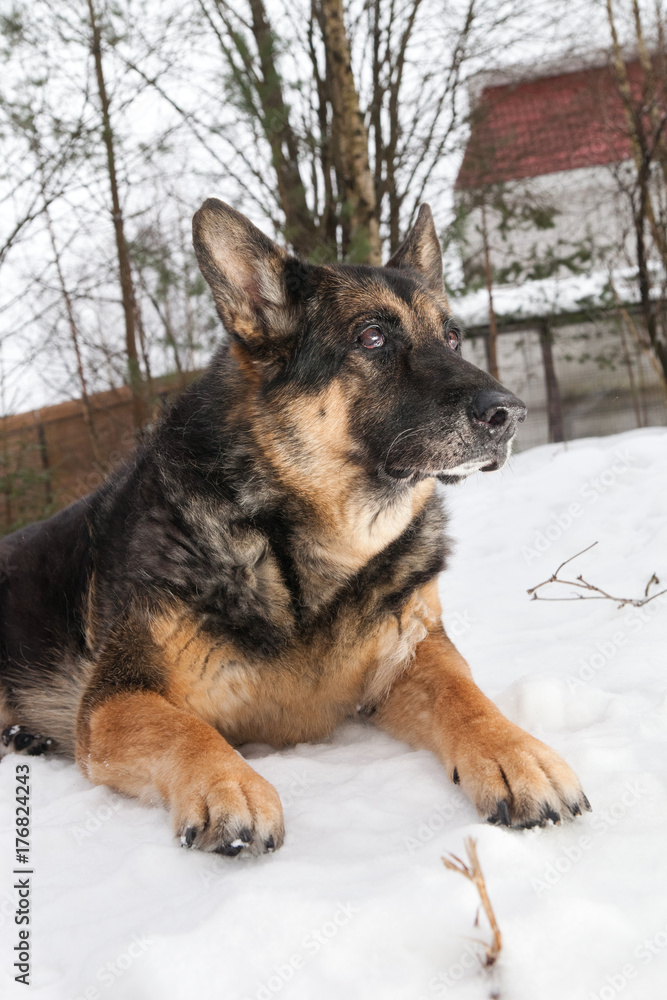 The old mongrel dog lying in the snow The old mongrel dog lying in the snow