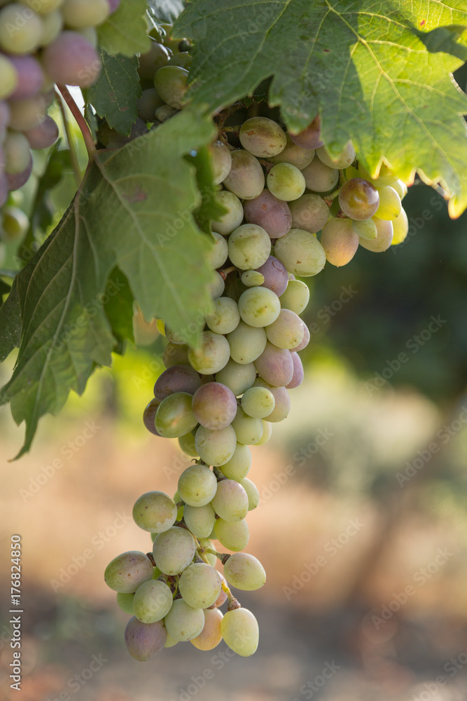 Fototapeta premium Large bunches of black grapes ripen against a background of greenery