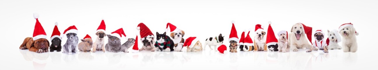 large group of animals waring santa claus hat