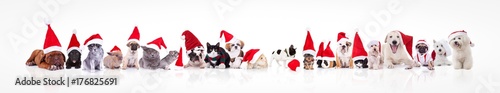 large group of animals waring santa claus hat © Viorel Sima