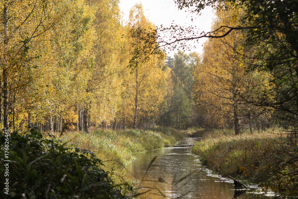 Small river going through forest in autumn.