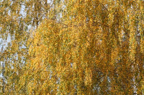 Yellow tree leaves in small countryside forest photo