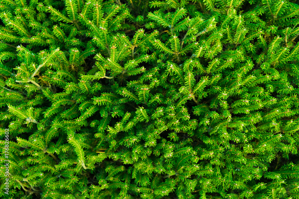 Background of Christmas tree branches with green needles.