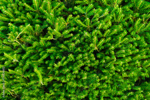Background of Christmas tree branches with green needles.