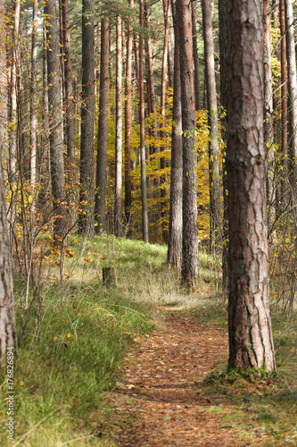 Small countryside forest road through woods.