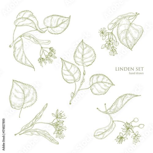Realistic natural drawings of linden leaves and beautiful tender flowers. Parts of blooming tree hand drawn with contour lines, view from different angles. Gorgeous floral vector illustration.