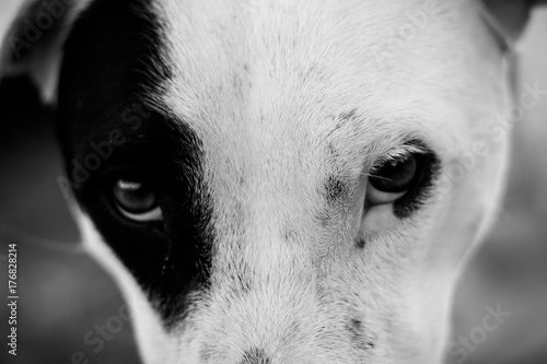 Portrait de chien dogue argentin photo