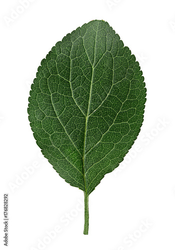 Fresh plum leaf