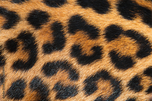 Photography Tiger
