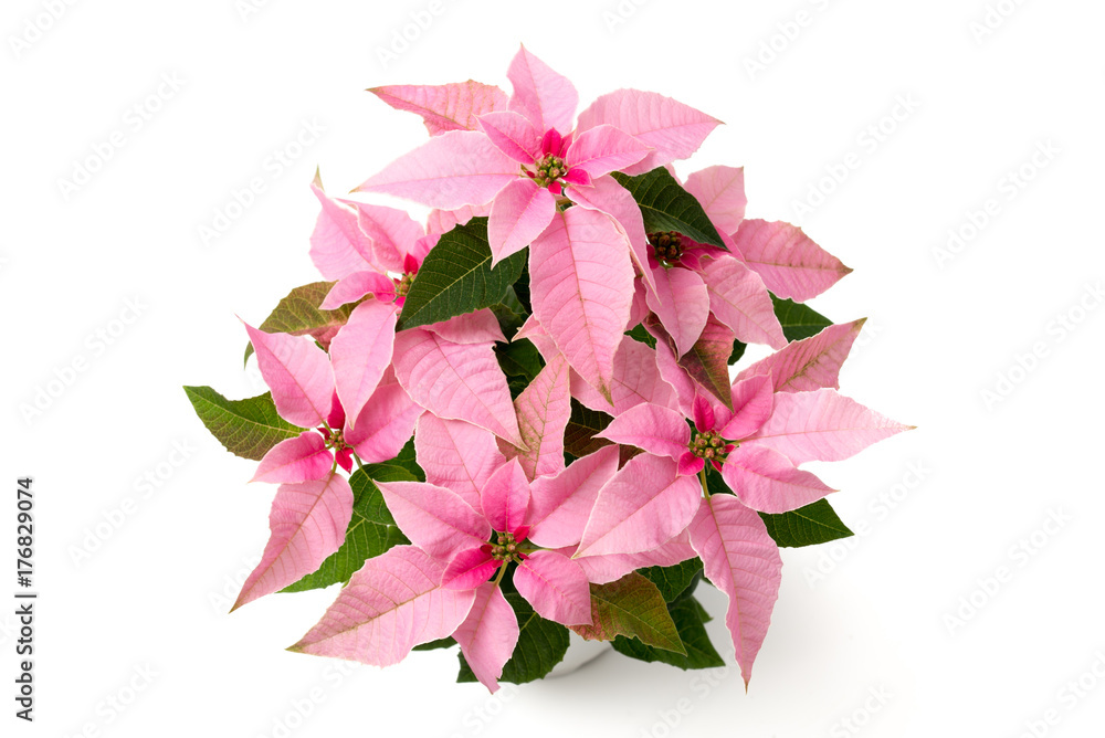 Euphorbia pulcherrima Princettia StockFoto Adobe Stock