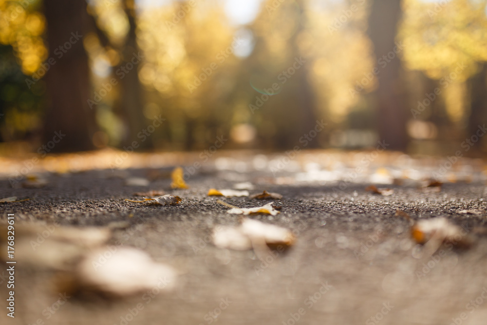 Parkweg im Herbst bei Gegenlicht Parkweg im Herbst bei Gegenlicht