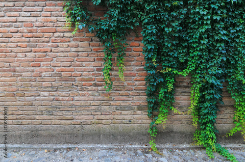 green climbing plants on a brick wall. photo